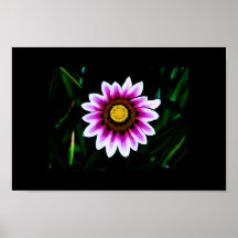 BLOMMAAFFISCH