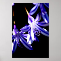 Blommablomkontrast Posters