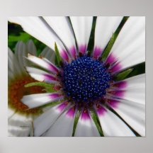 blommadaisynärbild print