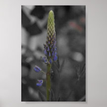 Blommaknopp i vårtid print