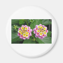 BlommaLantana Magneter