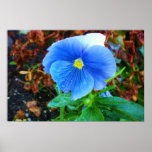 Blomman efter regnar posters