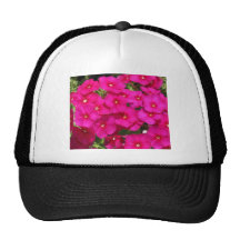 BlommaPhlox Keps