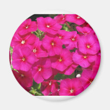 BlommaPhlox Magnet För Kylskåp