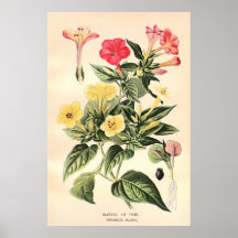Blommar 19th århundradefärg för antikviteten litho print