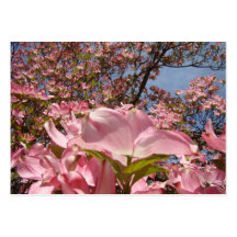 Blommar rosa Dogwood för tidsbeställningskort blom Visitkort Mallar