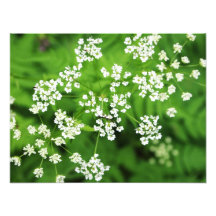 blommigt foto