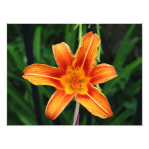 blommigt fotografier