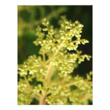 blommigt fotontryck