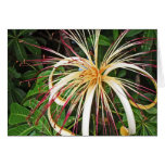 Blommor av Costa Rica 06 Hälsnings Kort