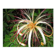 Blommor av Costa Rica 06 Vykort