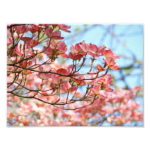 Blommor för blommigt för Dogwood för fotografikons