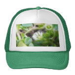 Blommor för Chickweed (Stellariamassmedia) Mesh Kepsar