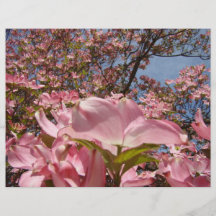 Blommor för Dogwood för rosa reklambladpapper best Flygblad