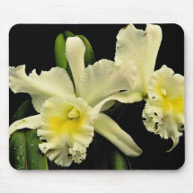 Blommor för Orchidcattleya (Deesse Charles) Musmatta