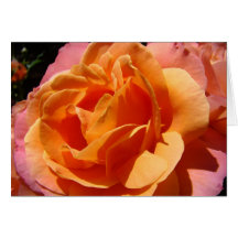 Blommor för rosa ros för blommigtkort beställnings