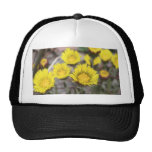 Blommor för tussilago (Tussilagofarfara) Trucker Kepsar