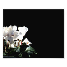 Blommor Foton