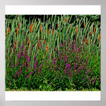 Blommor och Bullrushesaffisch