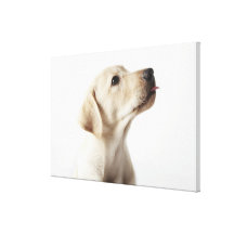 Blond Labrador valp som ut klibbar tungan Sträckta Kanvas Tryck