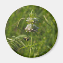 Bloomflower Magneter För Kylskåp