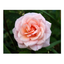 Bloomin rosa rosvykort