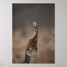 Blue Tit Posters