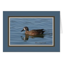 Blue_winged_teal1207128 Kort