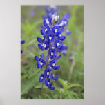 Bluebonnetaffisch