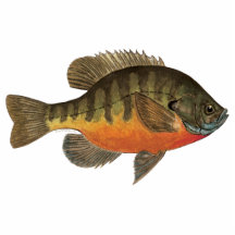 BluegillBream Acrylic Cut Outs