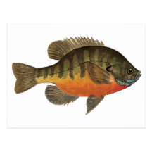 BluegillBream Vykort