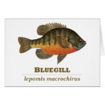 BluegillBreamfiske Hälsnings Kort
