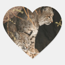 Bobcatfotoklistermärkear