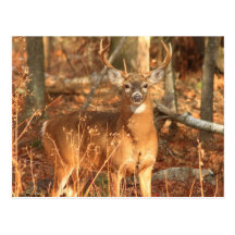 Bock för Whitetailhjort Vykort