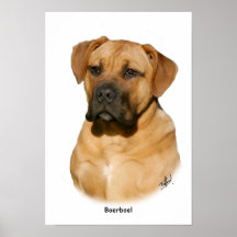 Boerboel 9Y121D-294 Affisch
