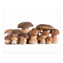 Boletus Edulis PCard Vykort