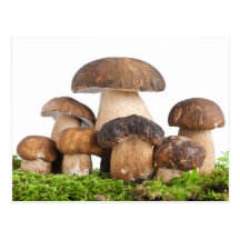 Boletus Edulis PCard Vykort