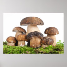 Boletus som är edulis på moss affischer