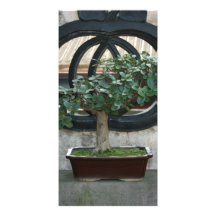 Bonsai på den Lin familjherrgården och trädgården, Fotokort