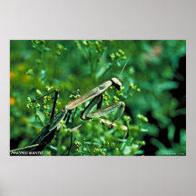Bönsyrsa Print