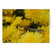 Bönsyrsan & Chrysanthemums - notera kortet #1