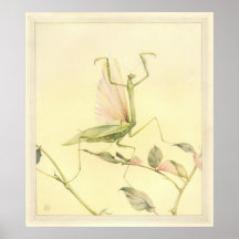 BÖNSYRSAN - insektbokillustration Posters