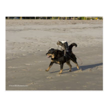 Booger, kattunge och Mousey på stranden Vykort