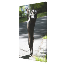 Boston Terrier 2 Sträckta Kanvas Tryck