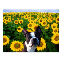 Boston Terrier i solrosvykort