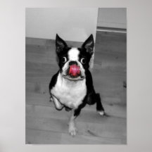 Boston Terrier Print