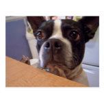 boston terrier vykort