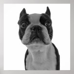 Boston Terrieraffisch