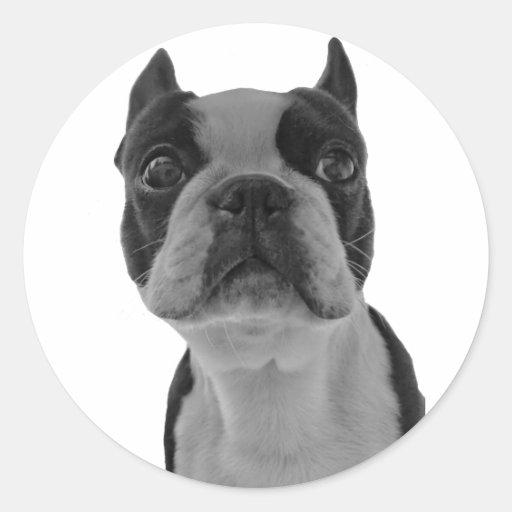 Boston terrierklistermärke