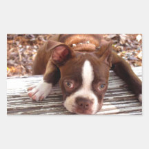 Boston Terrierklistermärke